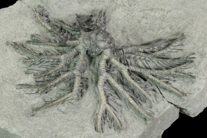 Crinoid (Decadocrinus) Fossil - Crawfordsville, Indiana #125900